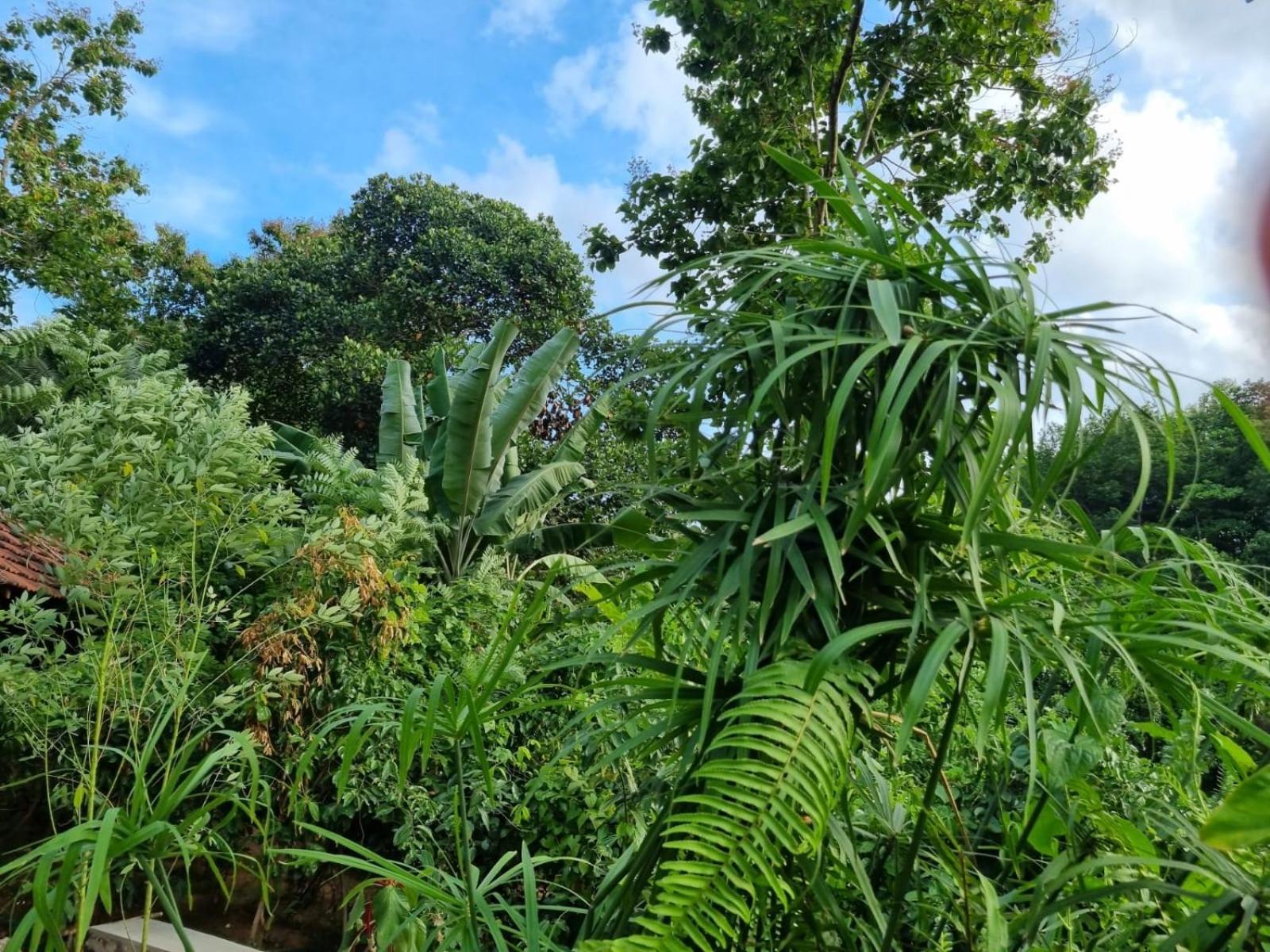 קורונגאלה Silver Hill Ecovillage מראה חיצוני תמונה