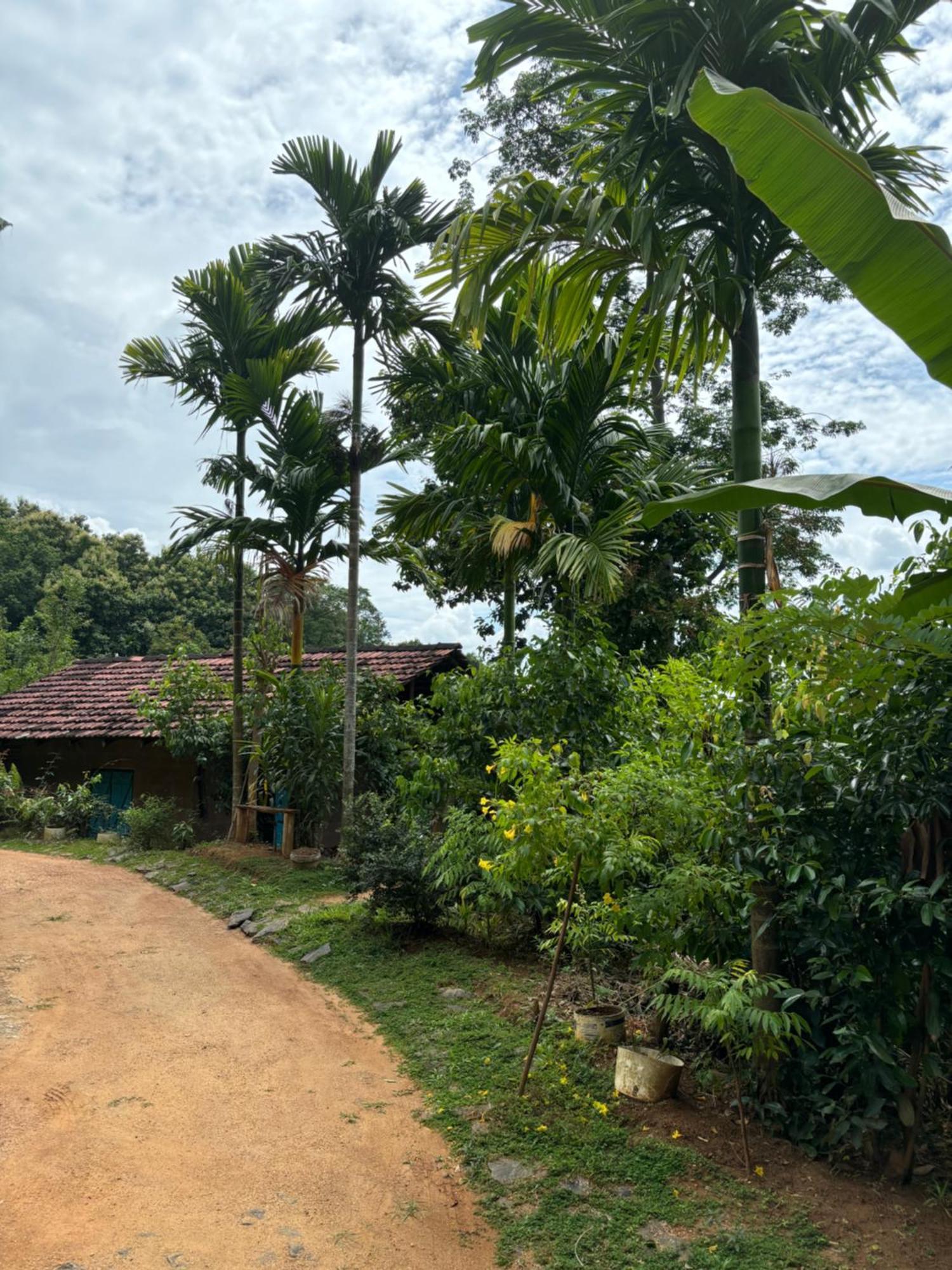 קורונגאלה Silver Hill Ecovillage מראה חיצוני תמונה